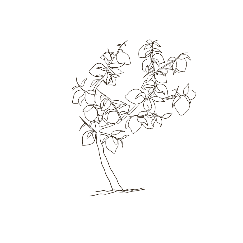 Lemon Tree